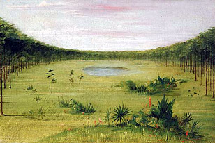 A Florida savannah, by Catlin