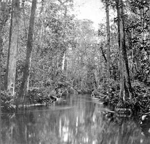 A remote scene on the Ocklahawa River circa 1880