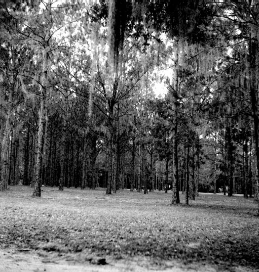 Pine forest on the site of Dade's battlefield