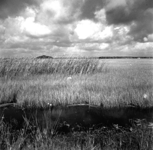 Everglades marsh
